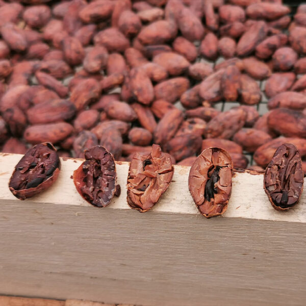 Lamas- Vilsic- La Finca del Cacao (6)