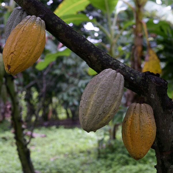 Lamas- Vilsic- La Finca del Cacao (9)