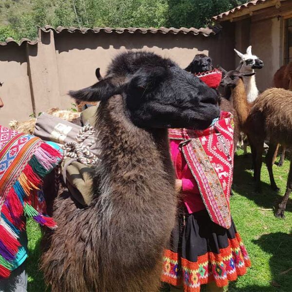 Trekking with llamas in Urubamba