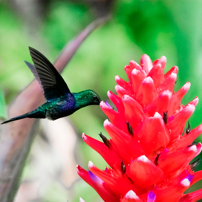Birdwatching in Tarapoto: the hummingbirds of Cordillera Escalera