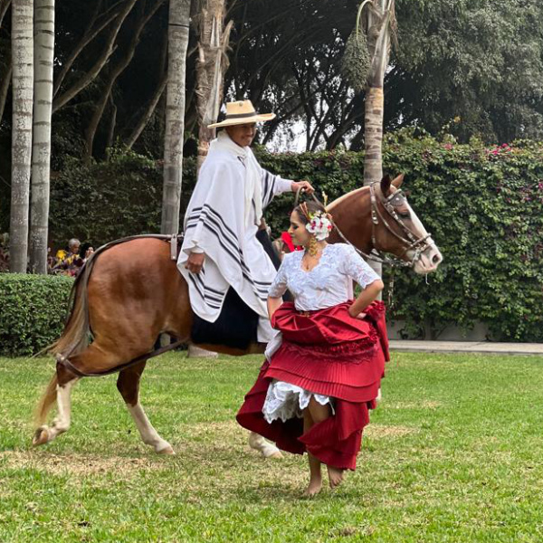 Peruvian Paso horse show with pisco and lunch in Lima